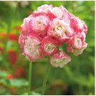 Geranium Apple Blossom Light Pink Flower 10 PCS Seeds Geranium Apple Blossom Light Pink Flower 10 PCS Seeds