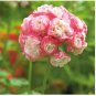 Geranium Apple Blossom Light Pink Flower 10 PCS Seeds