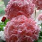 Geranium Apple Blossom Light Pink Flower 10 PCS Seeds