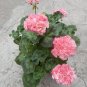 Geranium Apple Blossom Light Pink Flower 10 PCS Seeds