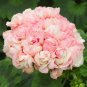 Geranium Apple Blossom Light Pink Flower 10 PCS Seeds