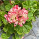 Geranium Appleblossom Rosebud Zonal 10 PCS Seeds