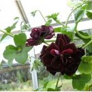 Geranium Black Rose Pelargonium 10 PCS Seeds