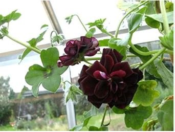 Geranium Black Rose Pelargonium 10 PCS Seeds