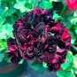 Geranium Black Rose Pelargonium 10 PCS Seeds