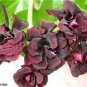 Geranium Black Rose Pelargonium 10 PCS Seeds
