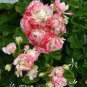 Geranium Bonsai Apple Blossom Rosebud Pelargonium Hortorum Perennial Flower 20 PCS Seeds