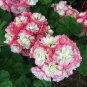 Geranium Bonsai Apple Blossom Rosebud Pelargonium Hortorum Perennial Flower 20 PCS Seeds