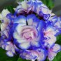 Geranium 'Sky Blue Noon' Blue Perennial Flowers 10 PCS Seeds