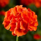 Geranium 'Spider' Light Orange Red Stripes Big Blooms Bonsai Flowers 10 PCS Seeds Geranium 'Spider' Light Orange Red Stripes Big Blooms Bonsai Flowers 10 PCS Seeds