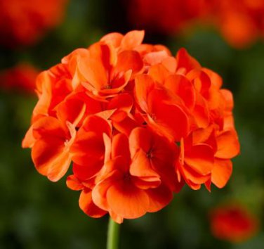Geranium 'Spider' Light Orange Red Stripes Big Blooms Bonsai Flowers 10 PCS Seeds