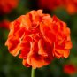 Geranium 'Spider' Light Orange Red Stripes Big Blooms Bonsai Flowers 10 PCS Seeds