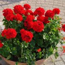 Geranium 'St Gerorge' Seeds Professional Pack 10 PCS Seeds Geranium 'St Gerorge' Seeds Professional Pack 10 PCS Seeds