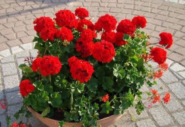 Geranium 'St Gerorge' Seeds Professional Pack 10 PCS Seeds
