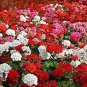 Geranium 'St Gerorge' Seeds Professional Pack 10 PCS Seeds