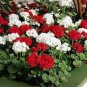 Geranium 'St Gerorge' Seeds Professional Pack 10 PCS Seeds