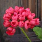 Geranium 'Tulip Orangish Red Bud' Perennial Bonsai Flowers 10 PCS Seeds