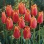Geranium 'Tulip Orangish Red Bud' Perennial Bonsai Flowers 10 PCS Seeds