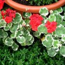 Geranium 'Wilhelm Langguth' Seeds Attractive White-edged Foliage 10 PCS Seeds