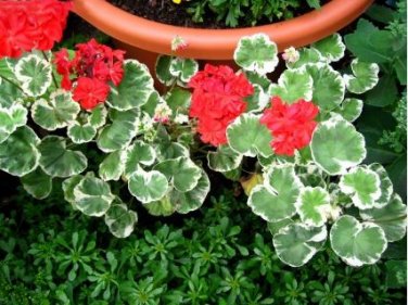 Geranium 'Wilhelm Langguth' Seeds Attractive White-edged Foliage 10 PCS Seeds
