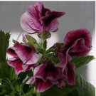 Geranium Bonsai Flower Bonsai Perennial Flower Bonsai 20 PCS Seeds