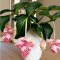 Geranium Bonsai Flower Bonsai Perennial Flower Bonsai 20 PCS Seeds