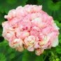Geranium Bonsai Flower Bonsai Perennial Flower Bonsai 20 PCS Seeds
