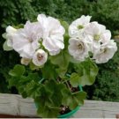 Geranium Bonsai Purely White Single Petals Plant 10 PCS Seeds Geranium Bonsai Purely White Single Petals Plant 10 PCS Seeds