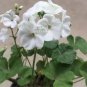 Geranium Bonsai Purely White Single Petals Plant 10 PCS Seeds