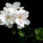 Geranium Bonsai Purely White Single Petals Plant 10 PCS Seeds