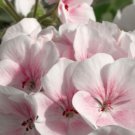 Geranium Bonsai Purely White to Light Pink Single Petals Plant 10 PCS Seeds Geranium Bonsai Purely White to Light Pink Single Petals Plant 10 PCS Seeds