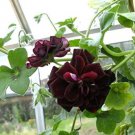 Geranium Bonsai Redish Black Single Petals Flower 10 PCS Seeds Geranium Bonsai Redish Black Single Petals Flower 10 PCS Seeds