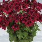 Geranium Bonsai Redish Black Single Petals Flower 10 PCS Seeds