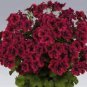 Geranium Bonsai Redish Black Single Petals Flower 10 PCS Seeds