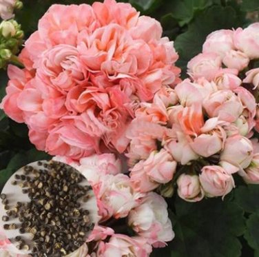 Geranium Bonsai Rose Red & Light Pink Flowers with Sharp Corner Plant 10 PCS Seeds