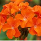 Geranium Bright & Coral orange Flowers 10 PCS Seeds