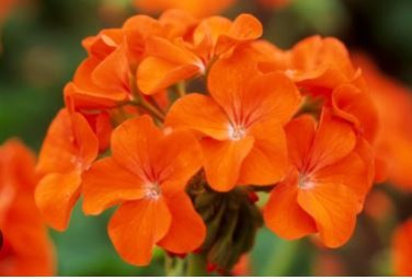 Geranium Bright & Coral orange Flowers 10 PCS Seeds