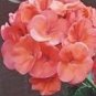 Geranium Bright & Coral orange Flowers 10 PCS Seeds