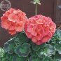 Geranium Bright & Coral orange Flowers 10 PCS Seeds