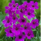 Geranium Dark Purple 'violet butterfly' Perennial Bonsai Flowers 10 PCS Seeds