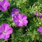 Geranium Dark Purple 'violet butterfly' Perennial Bonsai Flowers 10 PCS Seeds