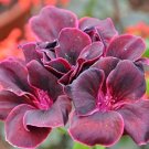 Geranium Dark Red Dense Flowers Bonsai 10 PCS Seeds Geranium Dark Red Dense Flowers Bonsai 10 PCS Seeds