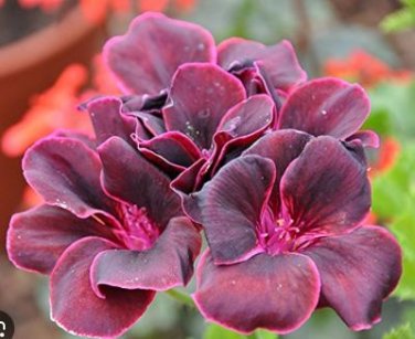 Geranium Dark Red Dense Flowers Bonsai 10 PCS Seeds
