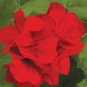 Geranium Dark Red Dense Flowers Bonsai 10 PCS Seeds