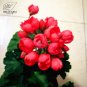 Geranium Dark Red Dense Flowers Bonsai 10 PCS Seeds