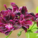 Geranium Dark Red Light Purplish Semidouble Flowers 10 PCS Seeds Geranium Dark Red Light Purplish Semidouble Flowers 10 PCS Seeds