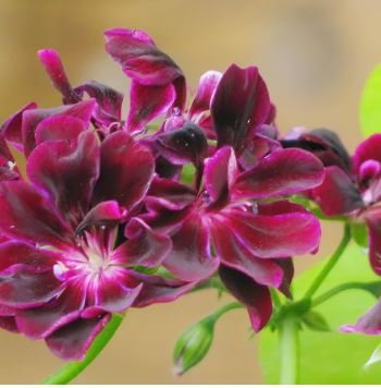 Geranium Dark Red Light Purplish Semidouble Flowers 10 PCS Seeds