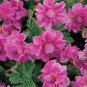 Geranium Dark Red Light Purplish Semidouble Flowers 10 PCS Seeds