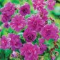 Geranium Dark Red Light Purplish Semidouble Flowers 10 PCS Seeds