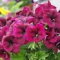 Geranium Dark Red Light Purplish Semidouble Flowers 10 PCS Seeds